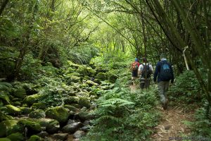 School Trips Wales: Forest Trekking